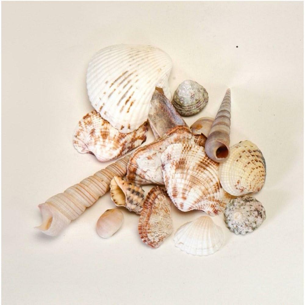 Seashells Assorted - Toy World Inc