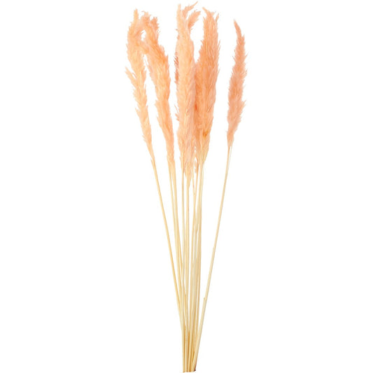 Bundle of ten slender blush pink pampas grass stems, 24 inches tall with feathery plumes.
