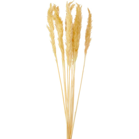 Bundle of natural beige pampas grass stems, tall and feathery, arranged upright against white background.